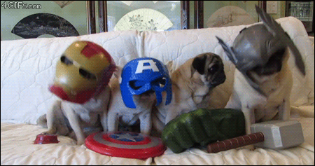 Animals Dressed As Thor Animals Dressed As Thor