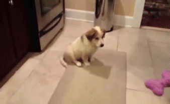 Life is ruff, get a dog Life is ruff, get a dog