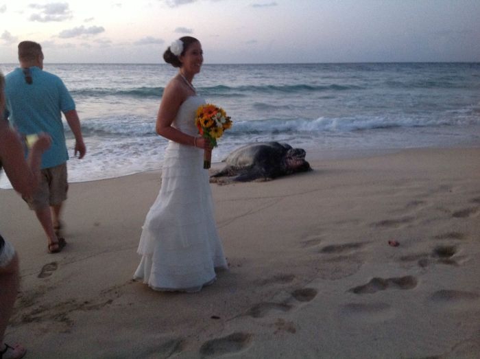 This Turtle Is A Total Wedding Crasher