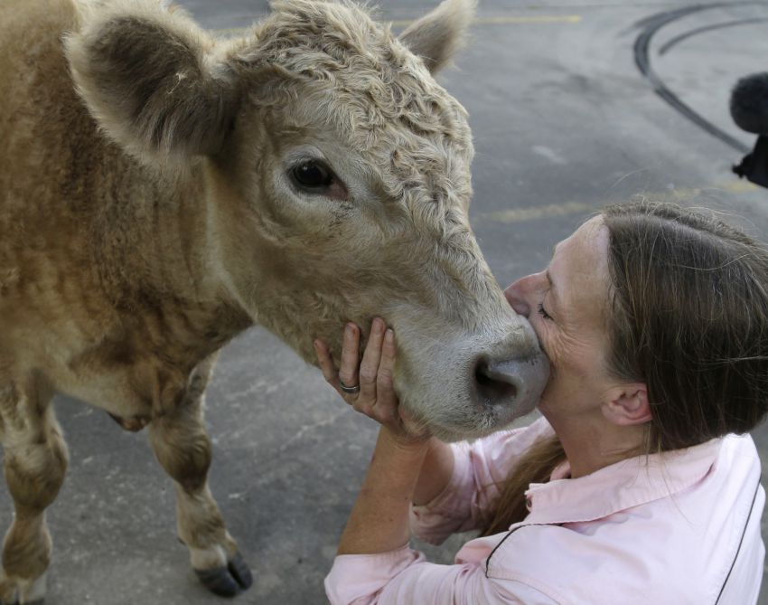 Rescued Calf Gets New High-tech Prosthetics
