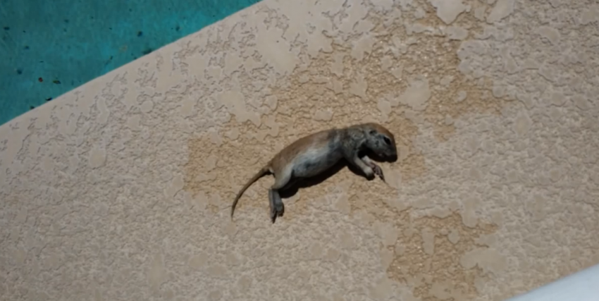 What This Pool Repairman Did Finding A Drowned Squirrel Is Amazing