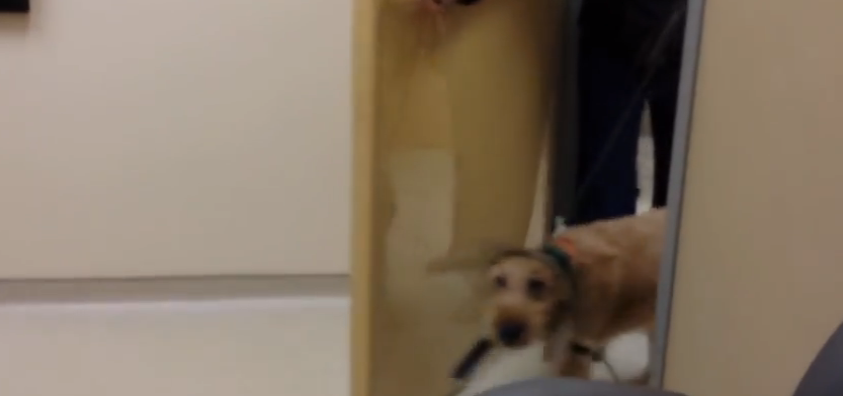 A Blind Dog That Just Got His Sight Back Sees His Family 