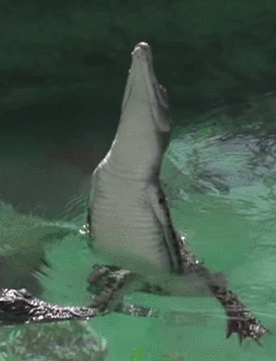 GIFs That Are Actually Worth Taking The Time To Watch GIFs That Are Actually Worth Taking The Time To Watch