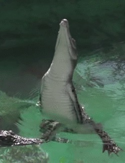 GIFs That Are Actually Worth Taking The Time To Watch
