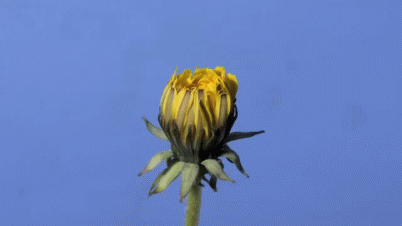 GIFs That Are Actually Worth Taking The Time To Watch GIFs That Are Actually Worth Taking The Time To Watch