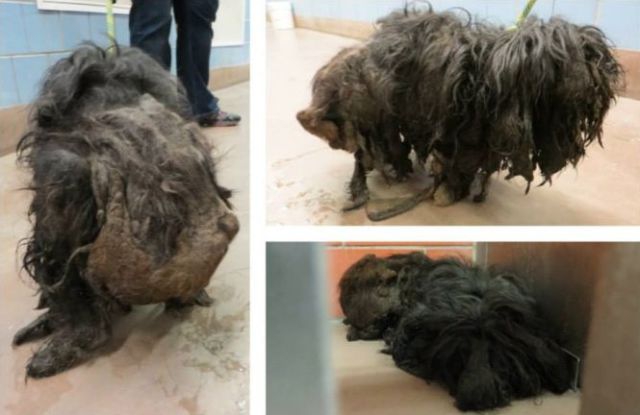 A Bedraggled Pile of Fur Becomes a Sweet Little Dog