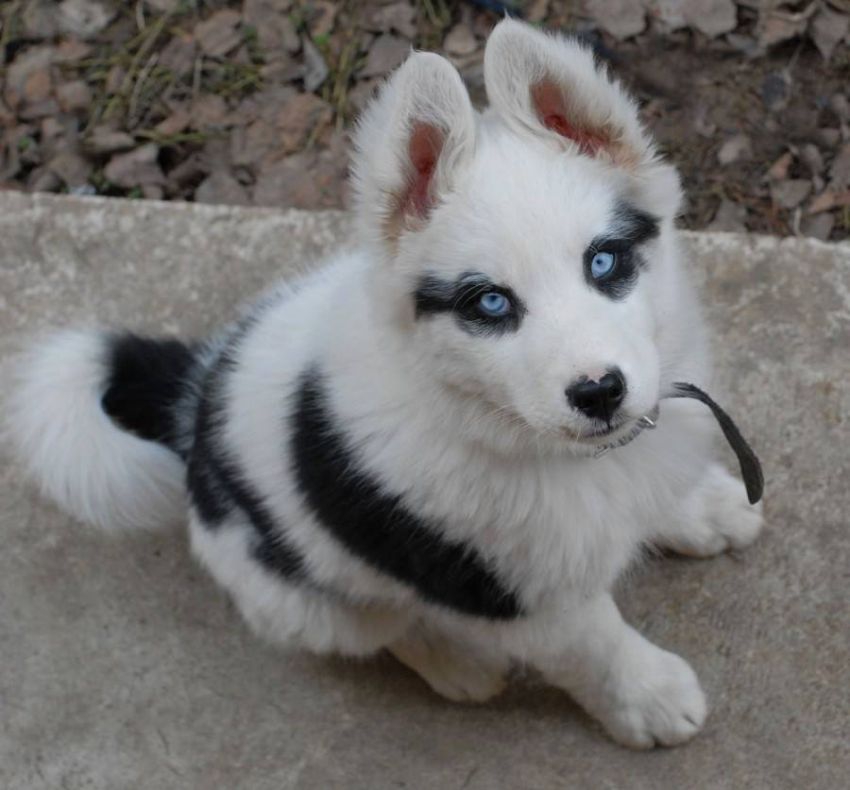  Dogs With Extraordinary Fur Patterns And Markings