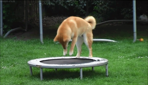 30 Dogs Who Failed So Hard They Won 30 Dogs Who Failed So Hard They Won