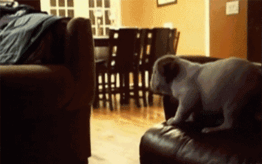 30 Dogs Who Failed So Hard They Won 30 Dogs Who Failed So Hard They Won