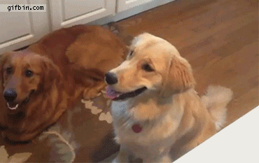 30 Dogs Who Failed So Hard They Won 30 Dogs Who Failed So Hard They Won