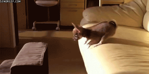 30 Dogs Who Failed So Hard They Won 30 Dogs Who Failed So Hard They Won