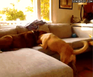 30 Dogs Who Failed So Hard They Won 30 Dogs Who Failed So Hard They Won