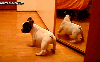 30 Dogs Who Failed So Hard They Won 30 Dogs Who Failed So Hard They Won