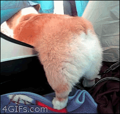 30 Dogs Who Failed So Hard They Won 30 Dogs Who Failed So Hard They Won