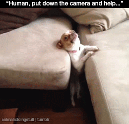 30 Dogs Who Failed So Hard They Won 30 Dogs Who Failed So Hard They Won