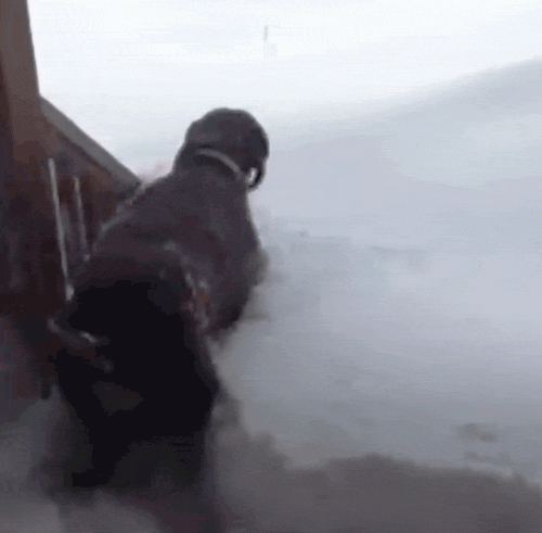 30 Dogs Who Failed So Hard They Won 30 Dogs Who Failed So Hard They Won