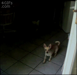 30 Dogs Who Failed So Hard They Won 30 Dogs Who Failed So Hard They Won