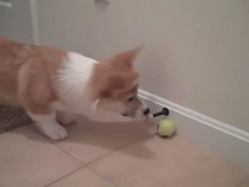 30 Dogs Who Failed So Hard They Won 30 Dogs Who Failed So Hard They Won