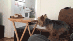 30 Dogs Who Failed So Hard They Won 30 Dogs Who Failed So Hard They Won