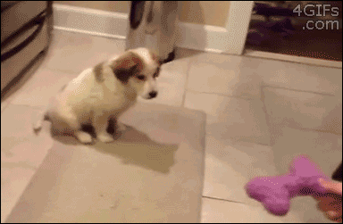30 Dogs Who Failed So Hard They Won 30 Dogs Who Failed So Hard They Won