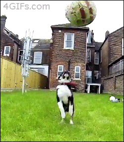 30 Dogs Who Failed So Hard They Won 30 Dogs Who Failed So Hard They Won