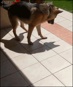 30 Dogs Who Failed So Hard They Won 30 Dogs Who Failed So Hard They Won