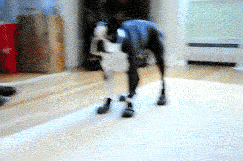 30 Dogs Who Failed So Hard They Won 30 Dogs Who Failed So Hard They Won