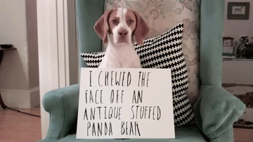 30 Dogs Who Failed So Hard They Won 30 Dogs Who Failed So Hard They Won