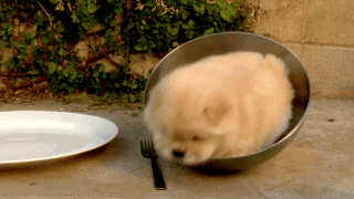 30 Dogs Who Failed So Hard They Won 30 Dogs Who Failed So Hard They Won