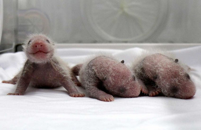 The First Surviving Panda Triplets