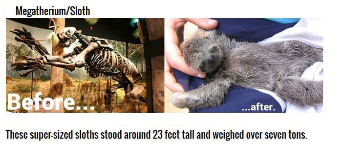 Cute Animals That Were Once Gigantic