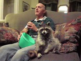 Raccoons are awesome! Raccoons are awesome!