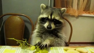 Raccoons are awesome!