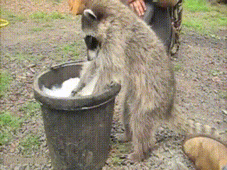 Raccoons are awesome! Raccoons are awesome!