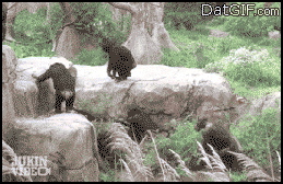 Raccoons are awesome! Raccoons are awesome!