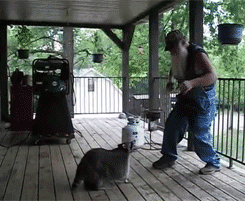Raccoons are awesome! Raccoons are awesome!