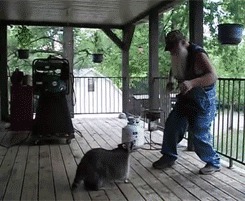 Raccoons are awesome!