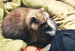 Raccoons are awesome! Raccoons are awesome!