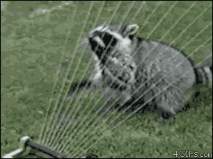 Raccoons are awesome! Raccoons are awesome!