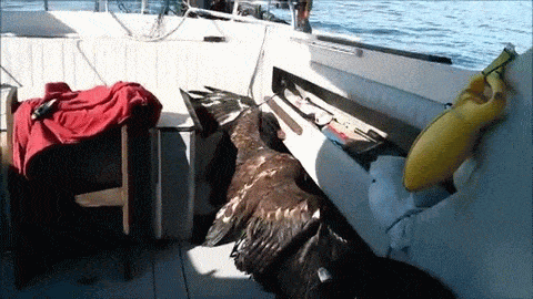 Bald Eagle Gets Found In Lake Bald Eagle Gets Found In Lake