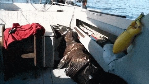 Bald Eagle Gets Found In Lake