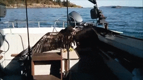 Bald Eagle Gets Found In Lake Bald Eagle Gets Found In Lake