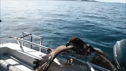 Bald Eagle Gets Found In Lake Bald Eagle Gets Found In Lake
