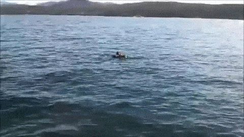 Bald Eagle Gets Found In Lake Bald Eagle Gets Found In Lake