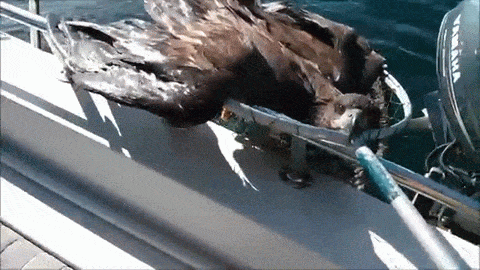 Bald Eagle Gets Found In Lake Bald Eagle Gets Found In Lake