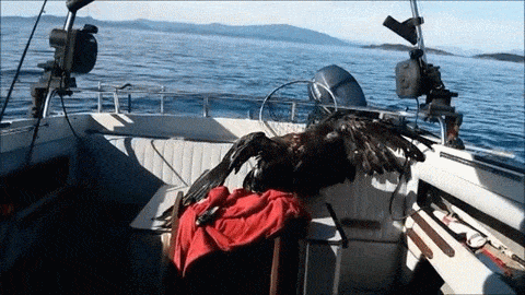 Bald Eagle Gets Found In Lake Bald Eagle Gets Found In Lake