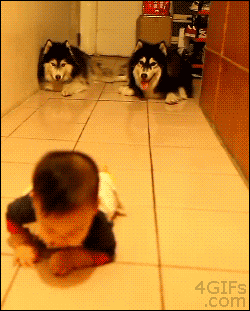 Animals Who've Had Enough Of The Kids In The Family Animals Who've Had Enough Of The Kids In The Family