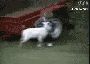 Animals Who've Had Enough Of The Kids In The Family Animals Who've Had Enough Of The Kids In The Family