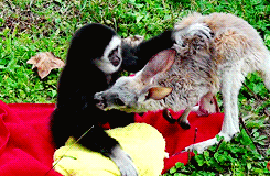 Kangaroos And Wallabies That Will Hop All Over Your Heart With Cutenes Kangaroos And Wallabies That Will Hop All Over Your Heart With Cutenes