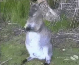 Kangaroos And Wallabies That Will Hop All Over Your Heart With Cutenes